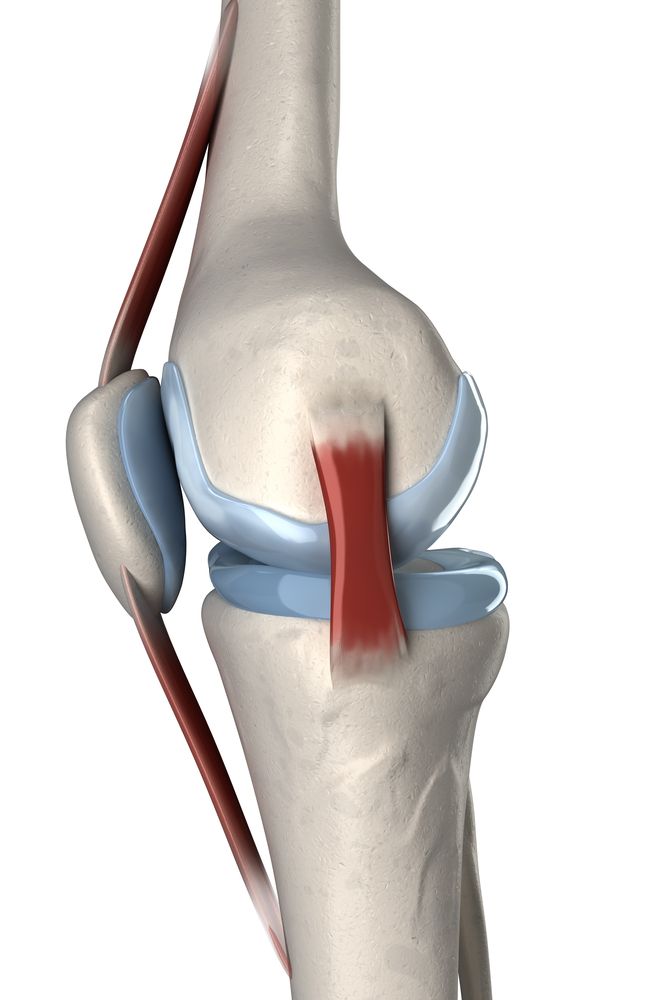 Anatomia kolana - widok boczny